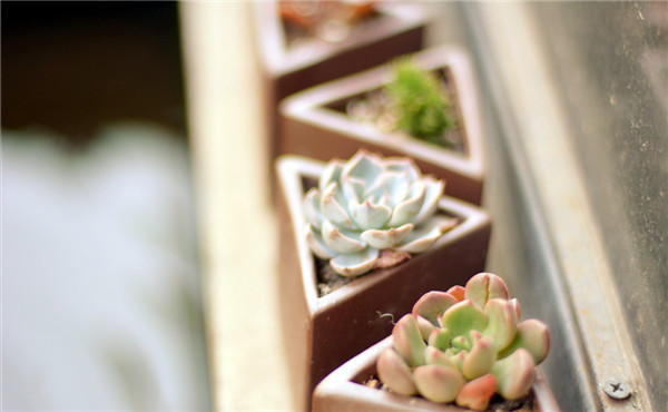 租擺植物養護 租擺植物養護